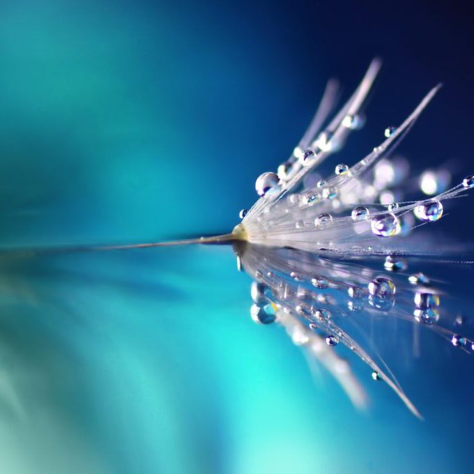 Dandelion,Flower,In,Droplets,Of,Water,Dew,On,A,Blue Dandelion,Flower,In,Droplets,Of,Water,Dew,On,A,Blue