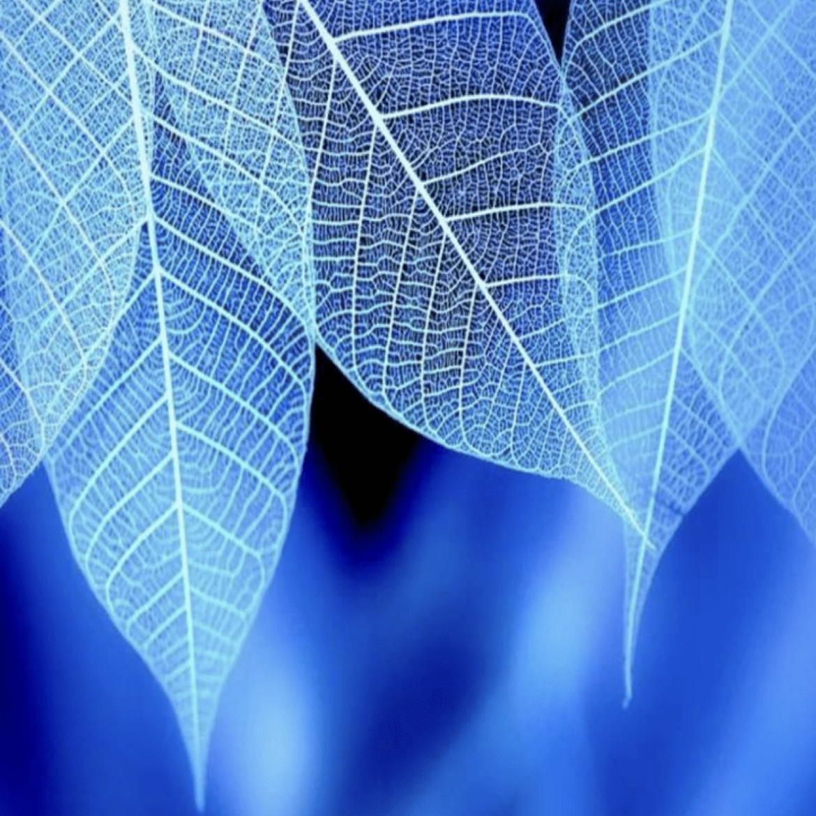 blue and white leaf